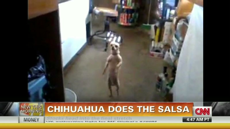 Salsa best sale dancing chihuahua