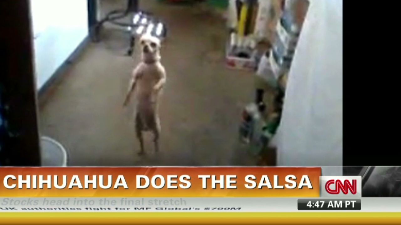 A chihuahua tries out salsa dancing. | CNN