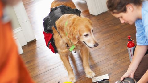 Make sure you have proper travel gear to make air travel as safe as possible for your pet.