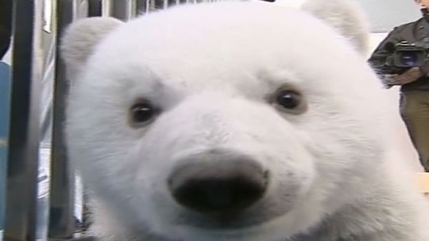 vonat baby polar bear twins china_00002322