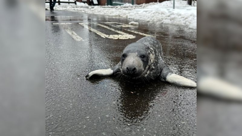 Rescue Team Saves Young Seal Found Wandering New Haven Streets