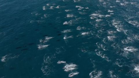 111398_DolphinPodCA thumbnail.jpg