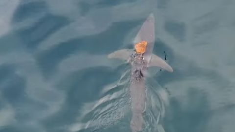 111633_Sharktopus.00_00_07_28.Still001.jpg