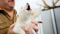 111790_ScientistsCreateDireWolf_Thumb_CLEAN.png