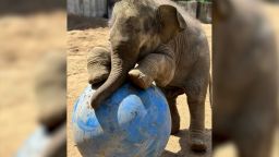 111972_Baby Elephant Zoo CL.00_00_26_26.Still001.jpg