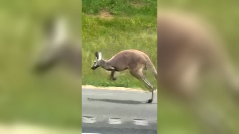https://media.cnn.com/api/v1/images/stellar/prod/112038-kangaroo-highway-00-00-19-25-still001.jpg?c=16x9&q=w_800,c_fill