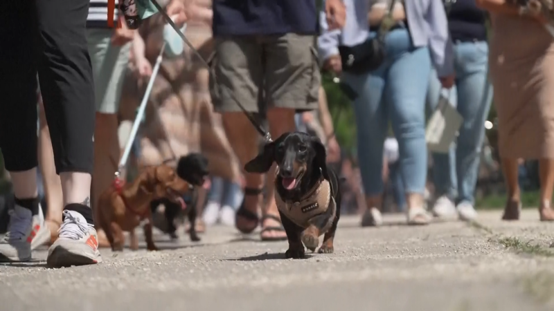 Hundreds of dachshunds gather in Hungary in record breaking attempt