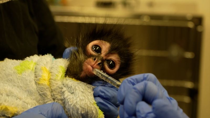 Spider monkey rescued in drug raid
