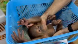 112240_Thailand_Smuggled_Orangutans_16x9 baby 1.jpg