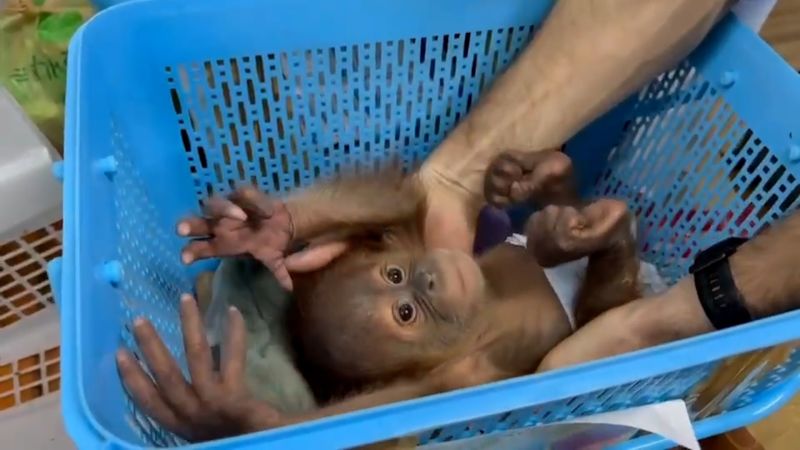 Baby orangutans rescued from smuggler in Thailand
