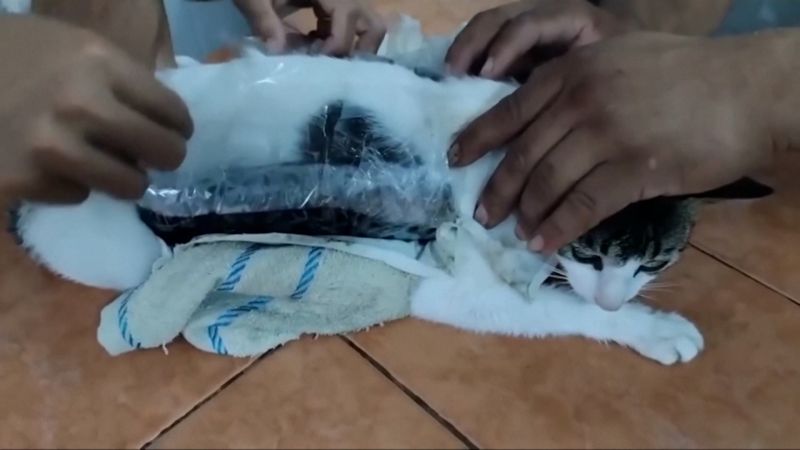 ‘Narco Kitten’: Cat caught after smuggling drugs into Costa Rican prison