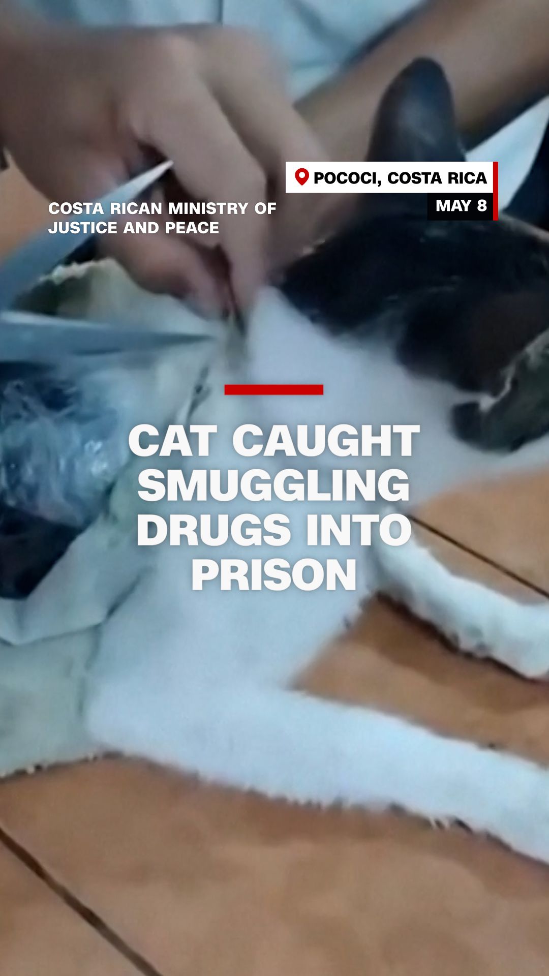 112280_NarcoKittenVertical.jpg
