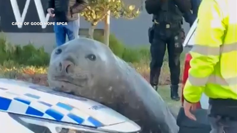 Elephant seal in Cape Town finds its way into suburbia, stops traffic
