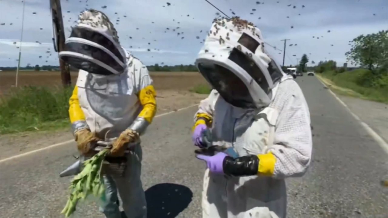 112445-bees-escaping-horizontal-thumb (1).png