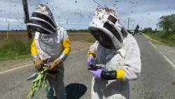 112445-bees-escaping-horizontal-thumb (1).png