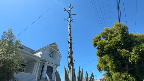 112452_Agave Death Bloom horizontal thumb.png