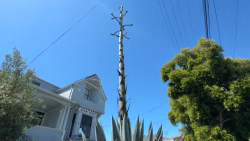 112452_Agave Death Bloom horizontal thumb.png