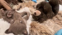 112494-bear-cub-care-00-00-45-09-still001.jpg