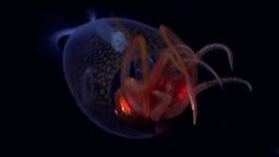 112911_Colossal Squid thumb clean.jpg