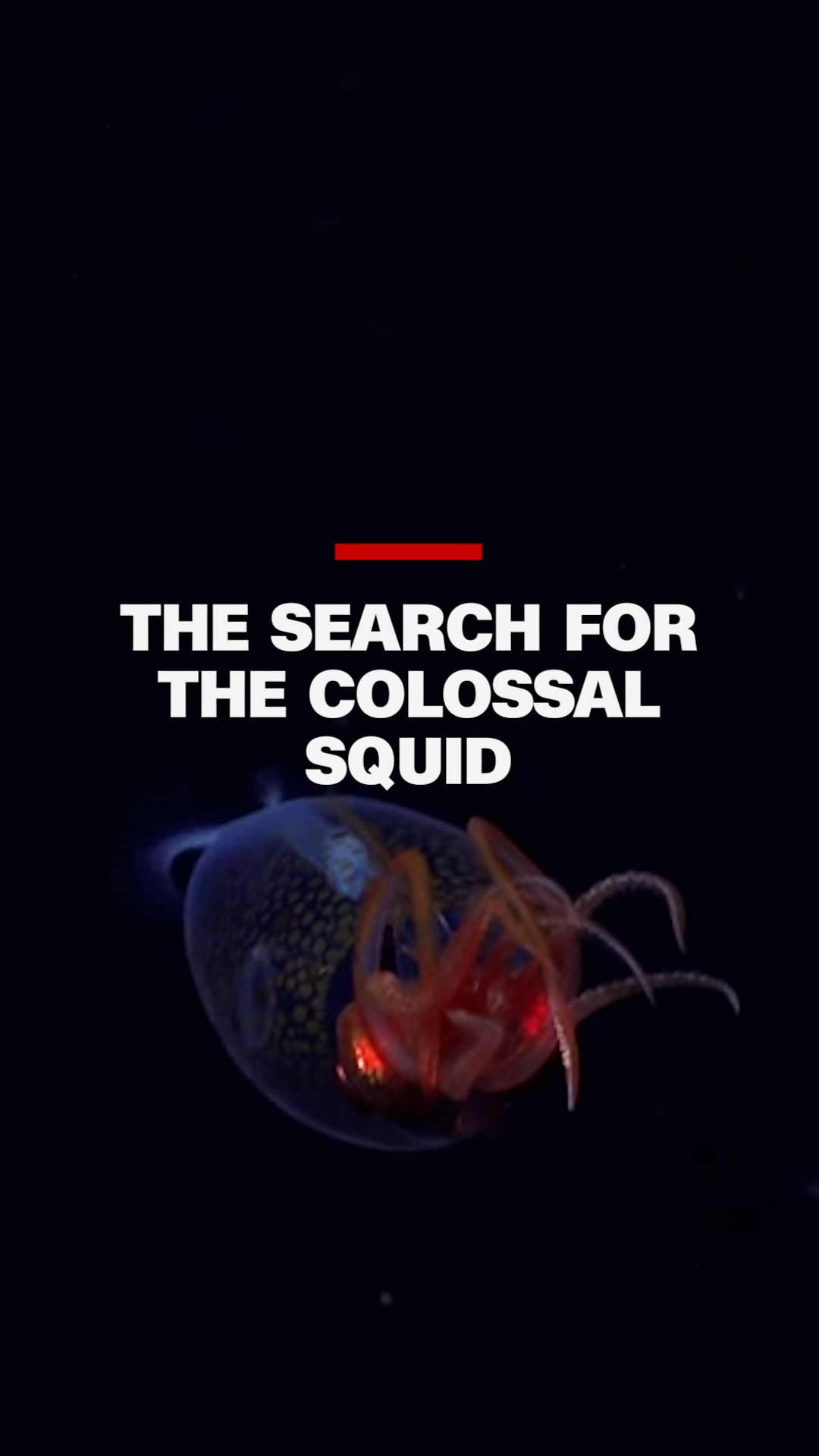 112911_Colossal Squid thumb.jpg