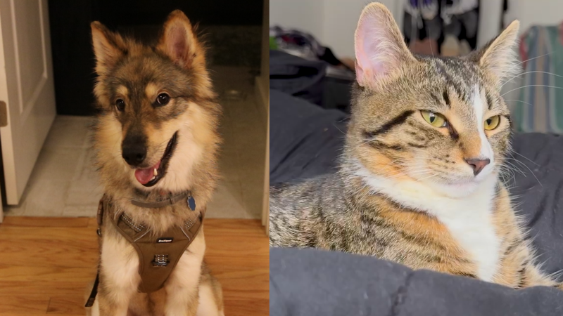 The ruff truth about your pet’s impact on the planet | CNN