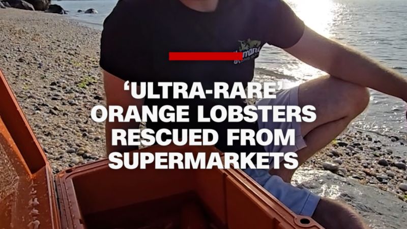 Three Rare Orange Lobsters Rescued, Released in New York, Connecticut
