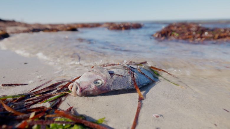 113137_South Australia’s Harmful Algae Bloom_digivid_V2.jpg