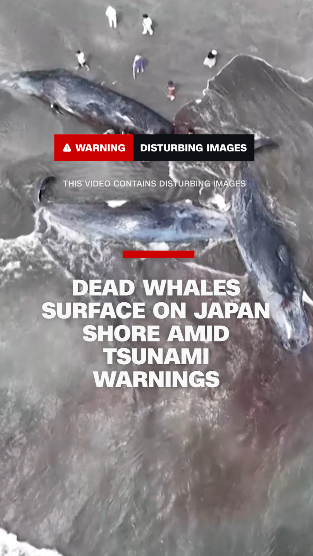113291_Tsunami Whales THUMB.png