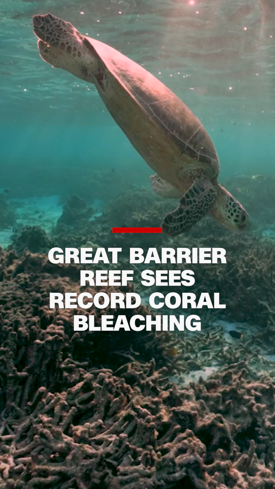 113354_CoralReefBleaching_Thumb2Fonted.png