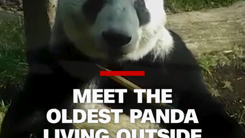 https://media.cnn.com/api/v1/images/stellar/prod/113406-oldestpanda-vrtc-00-00-32-12-still003.png?c=16x9&q=w_800,c_fill