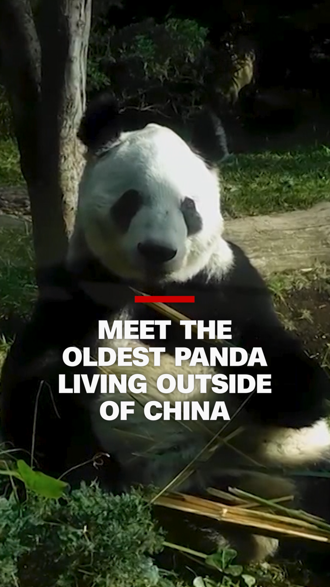 113406_OldestPanda vrtc.00_00_32_12.Still003.png