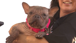 113421_UglyDogWinner cln.00_00_05_21.Still001.png