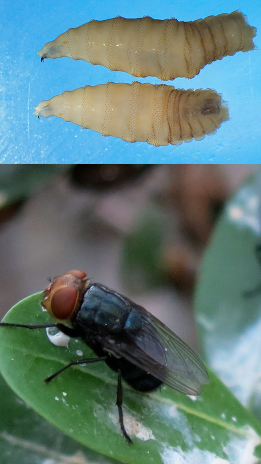 113644_screwworm human case flesh-eating_ThumbnailClean.jpg