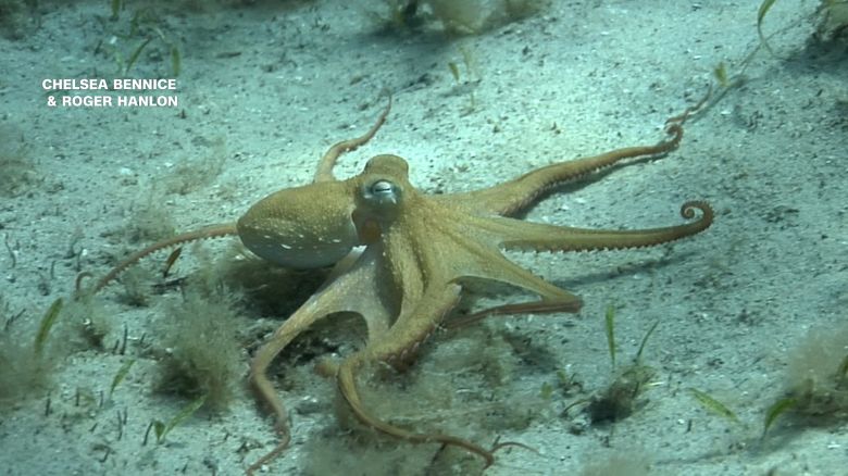 113899_octopus_arms_horz_thumb2_clean.jpg