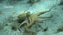 113899_octopus_arms_horz_thumb2_clean.jpg