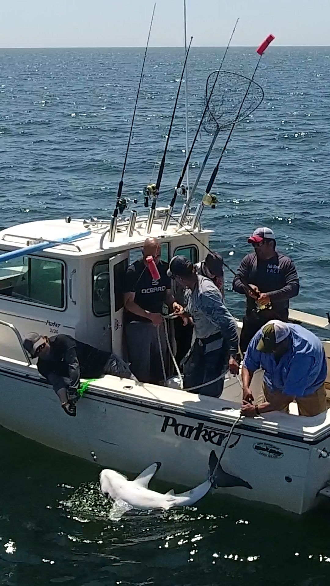 114075_GreatWhiteSharkActivity. thumb vrtc.jpg