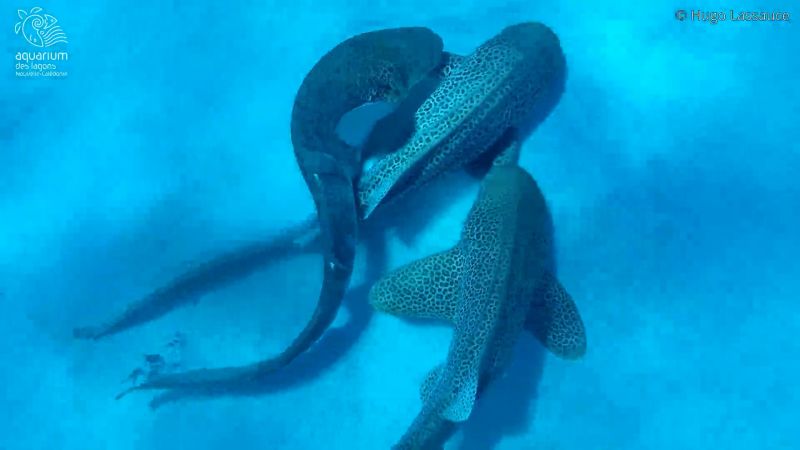 Scientists catch a shark ‘threesome’ on camera