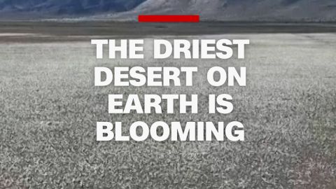 114225_RARE FLOWER BOOM IN CHILE'S ATACAMA DESERT FONTED.jpg