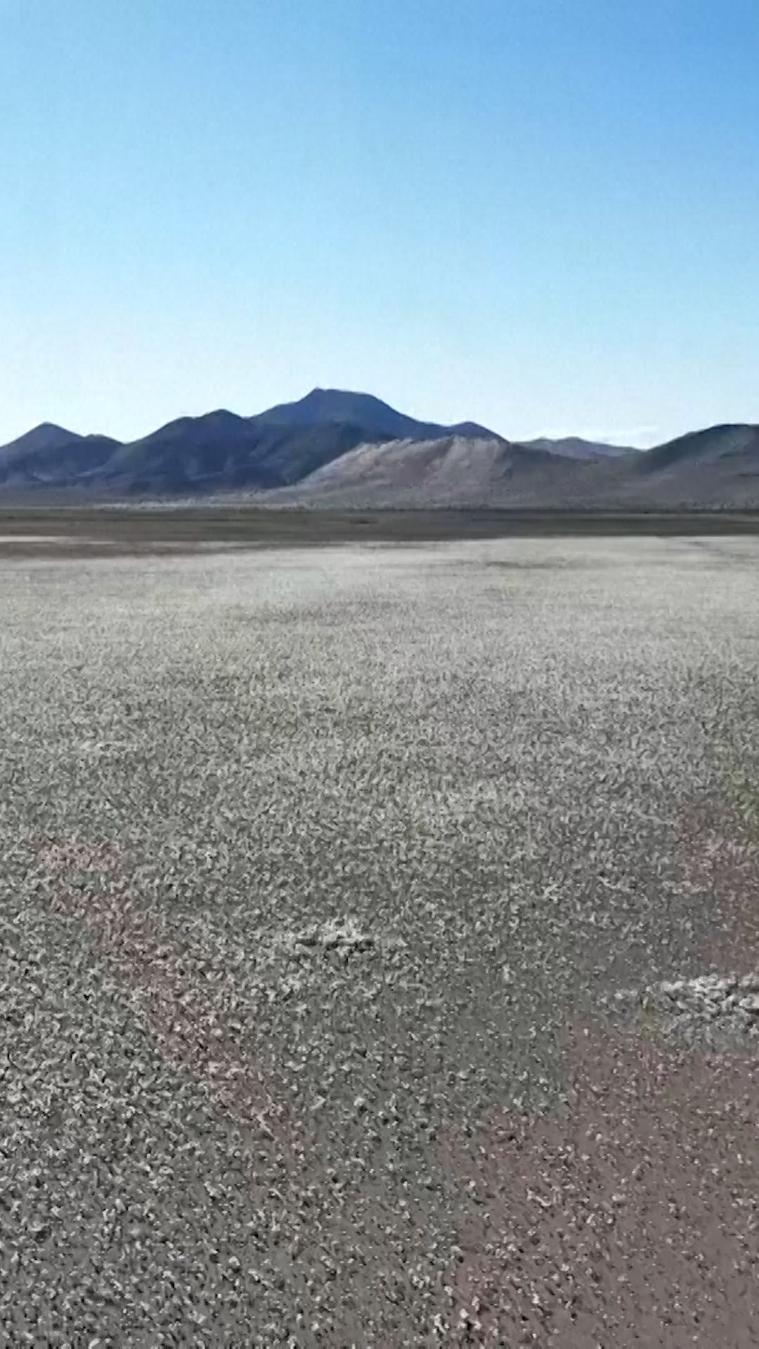 114225_RARE FLOWER BOOM IN CHILE'S ATACAMA DESERTT CL.jpg