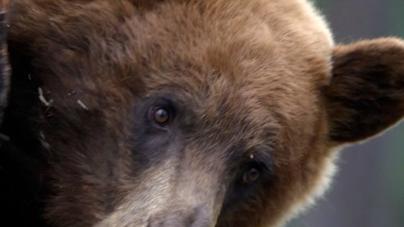 Nature rebounds on Ted Turner’s reserve