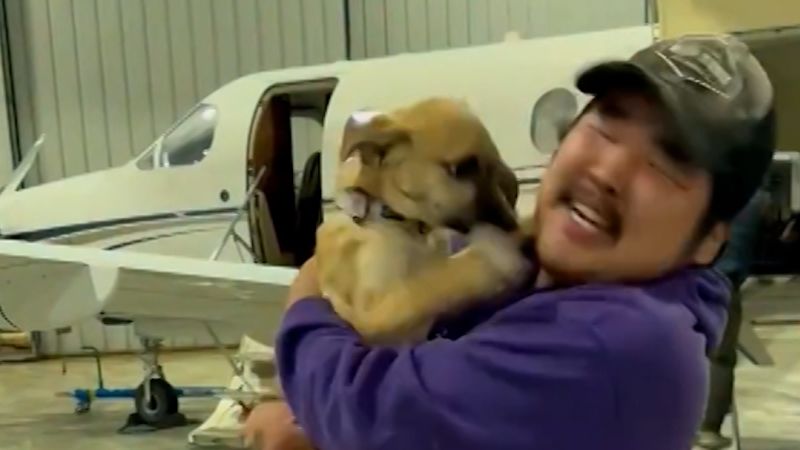 https://media.cnn.com/api/v1/images/stellar/prod/114617-dogsrescuedfromalaska.jpg?c=16x9&q=w_800,c_fill