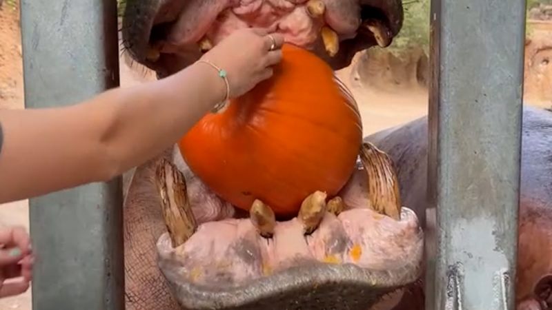https://media.cnn.com/api/v1/images/stellar/prod/114874-pumpkinzooanimals-vrtc-thumb-clean.jpg?c=16x9&q=w_800,c_fill