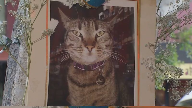 Death of bodega cat sparks debate over robotaxi safety