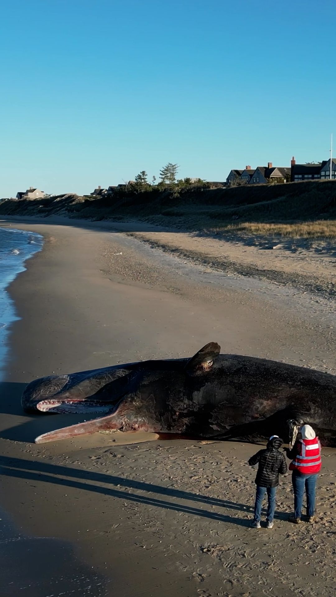 115338_StuckWhale_thumbnail CLEAN.jpg