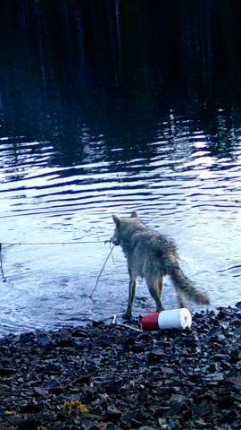 115351_wolves tools_thumb.jpg