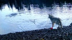 115351_wolves tools_thumb.jpg