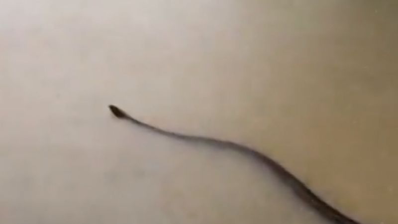 
                            Massive snake swims through floodwaters in Thailand | CNN