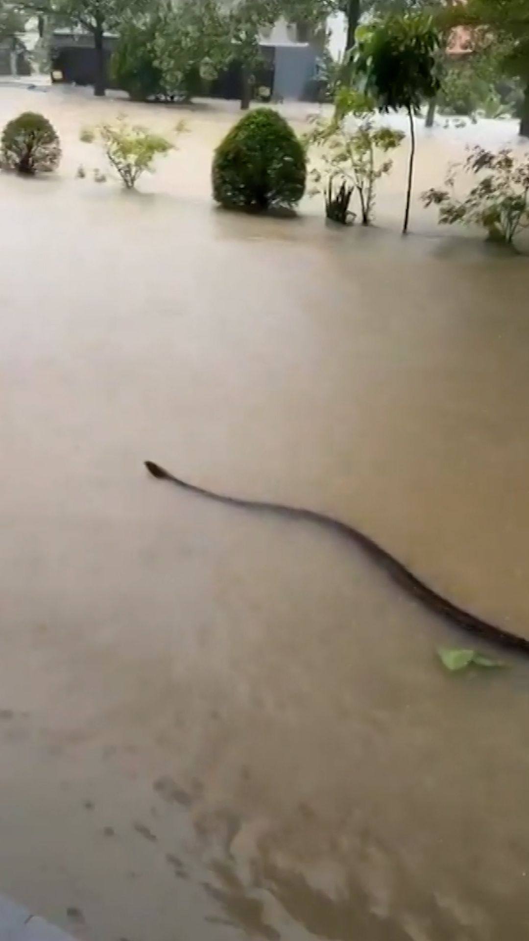 115445_Big Snake Thailand_Vertical.00_00_08_23.Still001.jpg