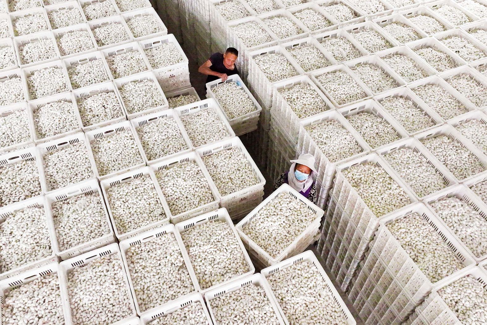 Workers unload crates of silk cocoons at a silk company in Chongqing, China, on Thursday, September 11.
