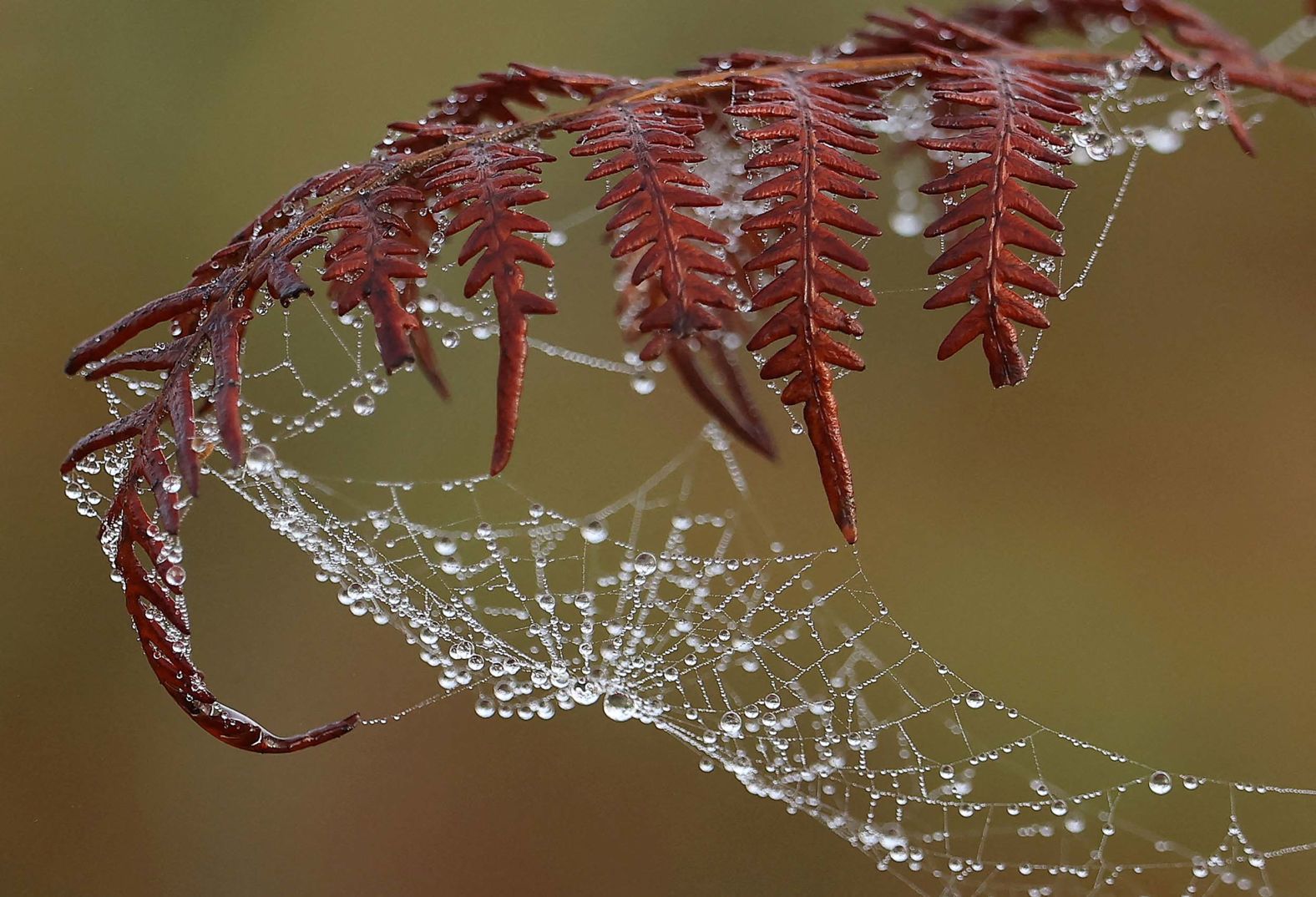 Dewdrops are seen on a spider web in London on Monday, September 29.